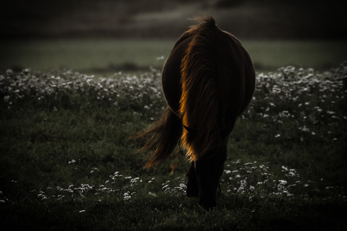 © Gunnar Thorsen jr. - Summer Glow