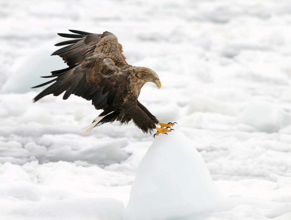 © Harry Eggens - Slippery