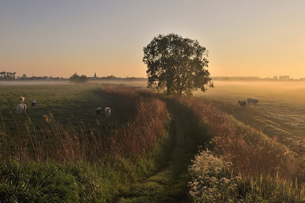 © johny hemelsoen - Foggy morning.