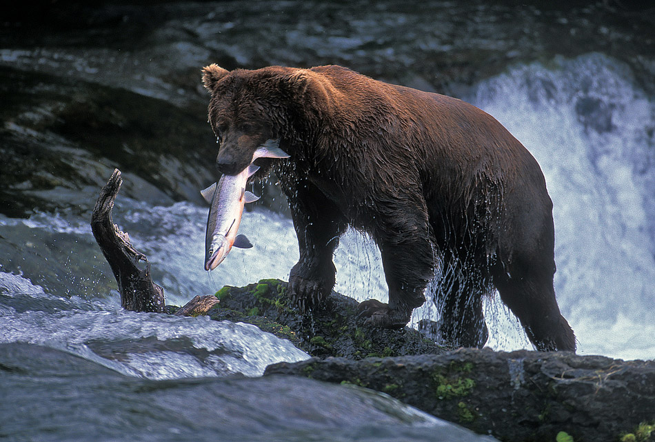 © Harry Eggens - Big Bear Big Fish