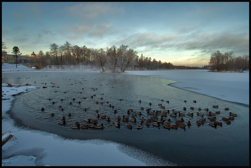 © Роман Носков - Утиное царство