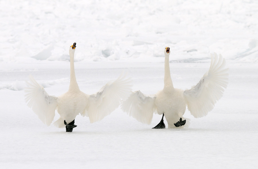 © Harry Eggens - Welcome Welcome