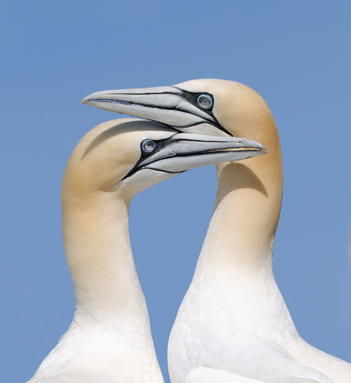 © Harry Eggens - Shadows of Love