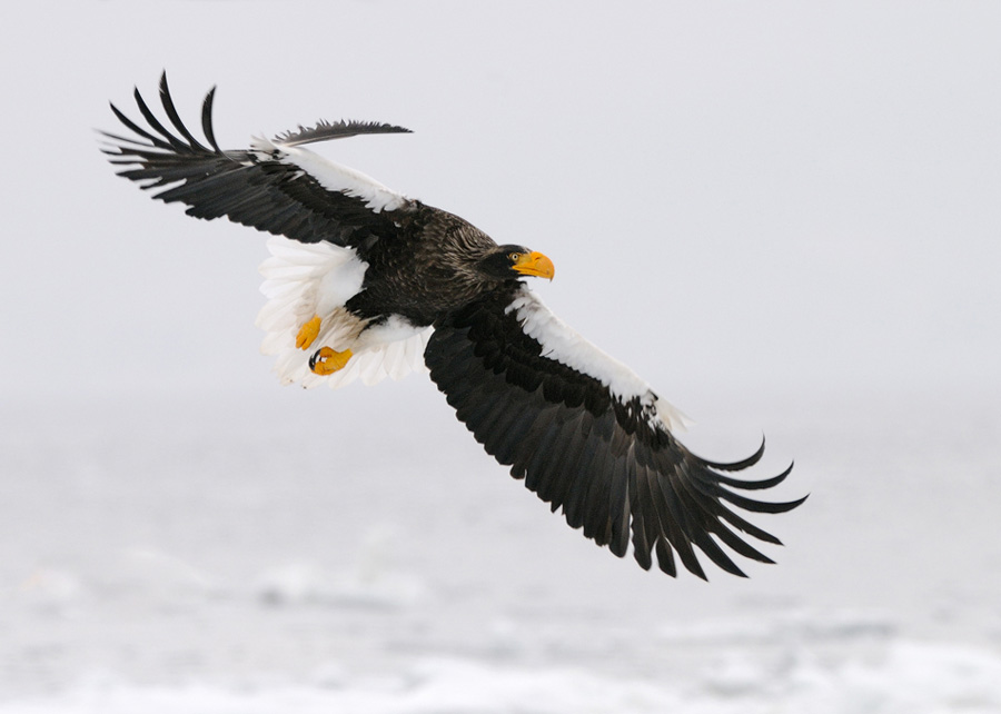 © Harry Eggens - Out of Line