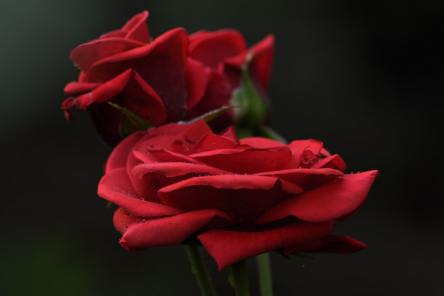 © moldovan marin - roses