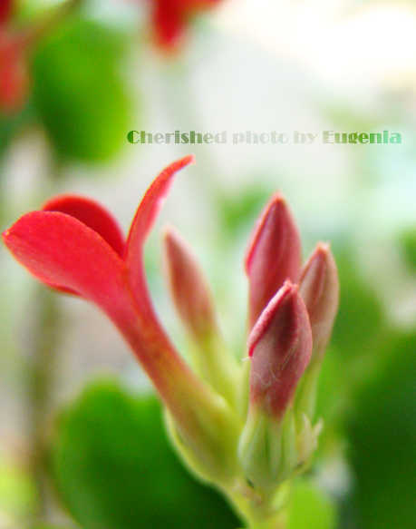 © Eugenia Cherished - Flowers bloom