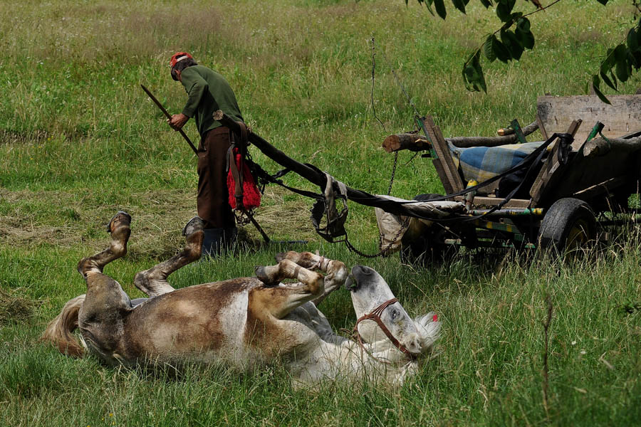 © moldovan marin - ha