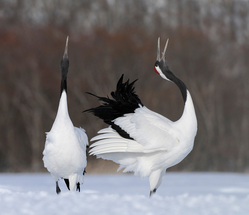 © Harry Eggens - Call