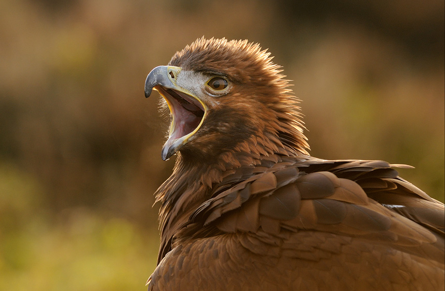 © Harry Eggens - Golden Big Mouth