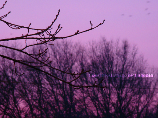© Eugenia Cherished - Violet sunset