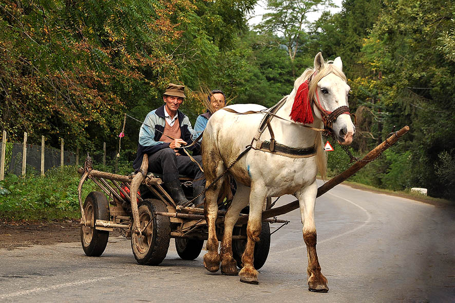 © moldovan marin - *