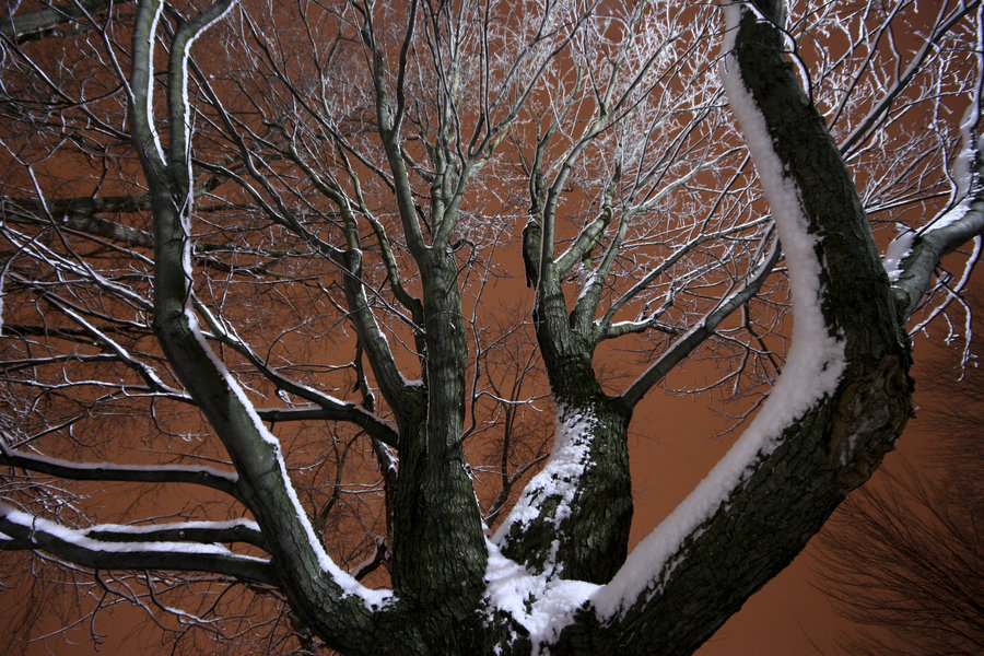 © Jean-Francois Dupuis - Winter tree