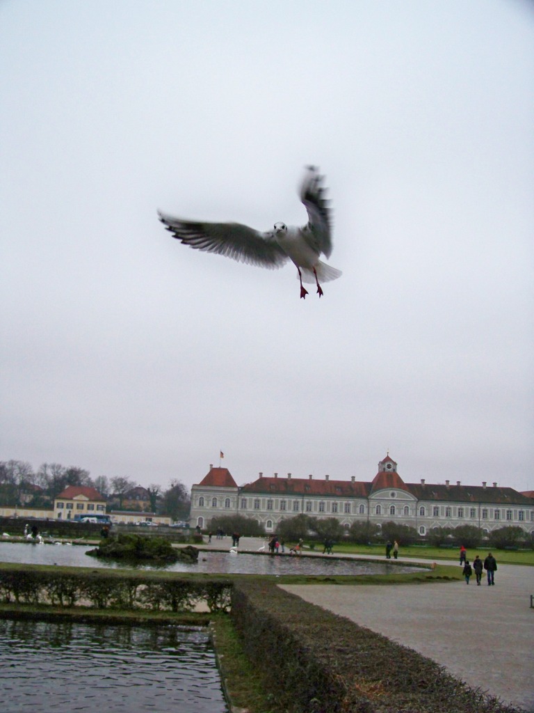 © Armen Martirosyan - Hovering bird