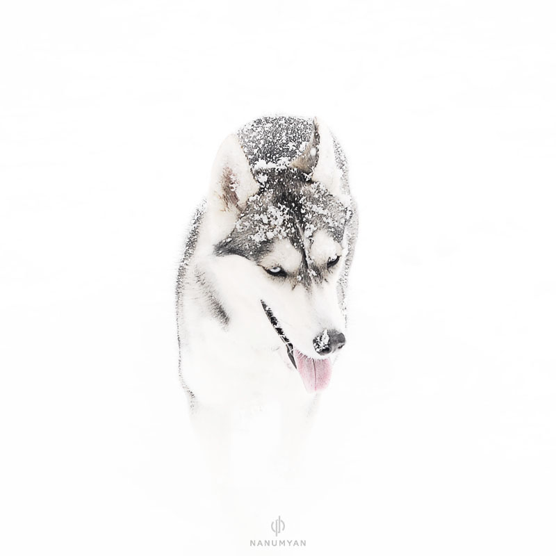 © Vahan Nanumyan - snowy wolf