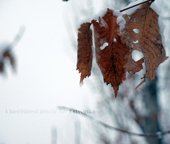 © Eugenia Cherished - Frozen drop
