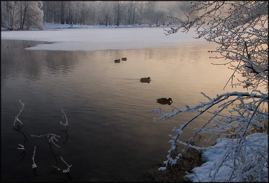 © Роман Носков - Утиный рассвет