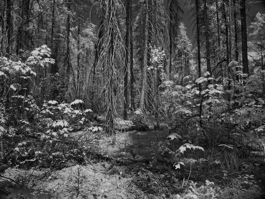 © Jean-Francois Dupuis - Infrared forest