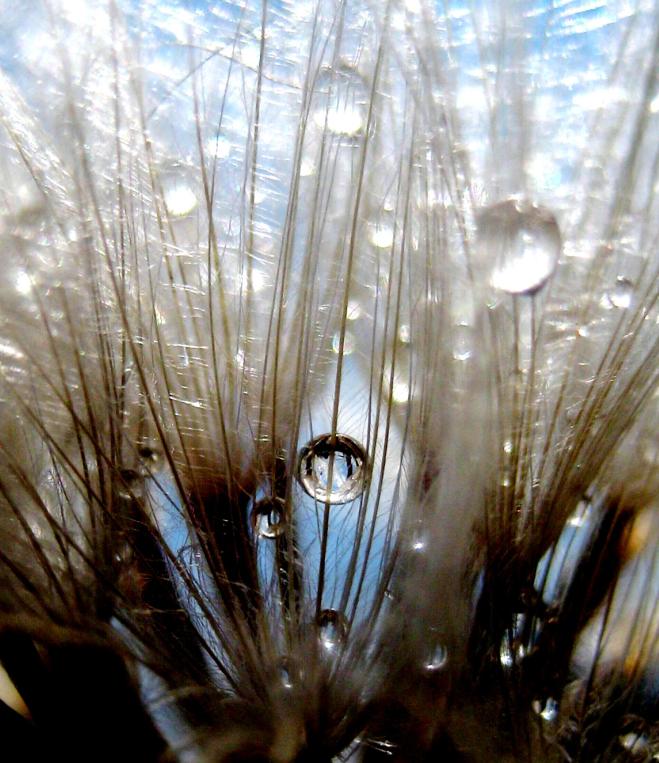 © Nare Jan Mkrt4yan - Dew on Dandelion