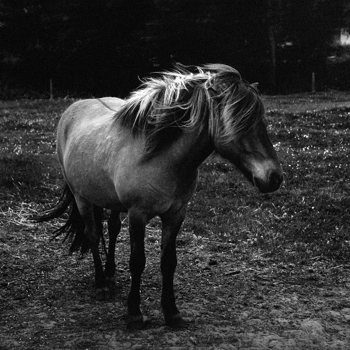 © Morten - Icelandic Pony