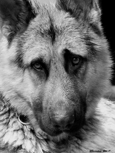 © Berta Martirosyan - The wise dog