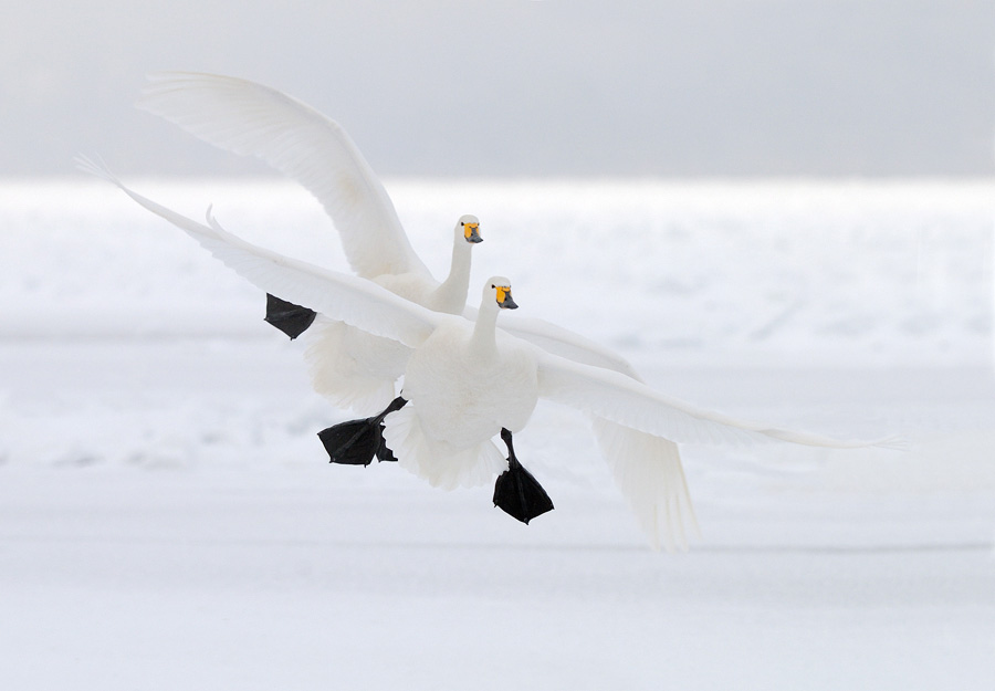 © Harry Eggens - Duo Landing