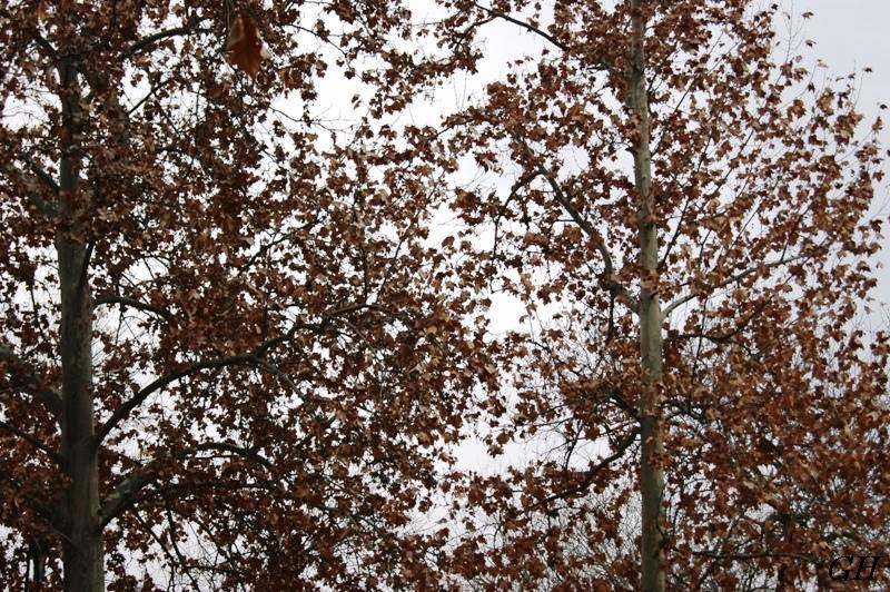 © Gayaneh Hovhannisyan - деревья в дождь