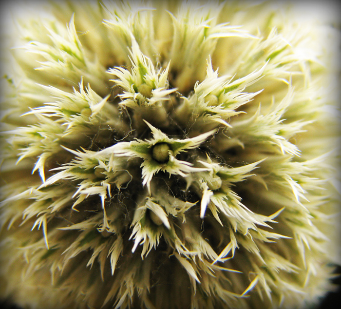 © Arevik Hambardzumyan - Dried flower