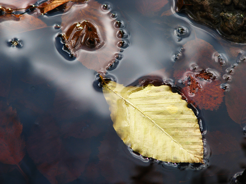 © Arevik Hambardzumyan - The last leaf