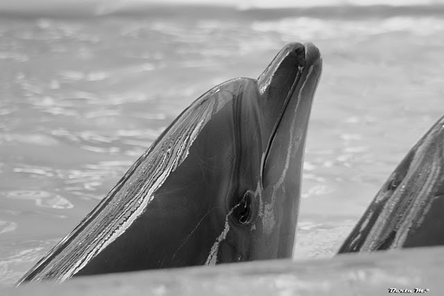 © Berta Martirosyan - Дельфины не всегда улыбаются...