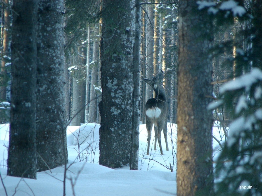 © Tigran Kuchatyan - Reindeer