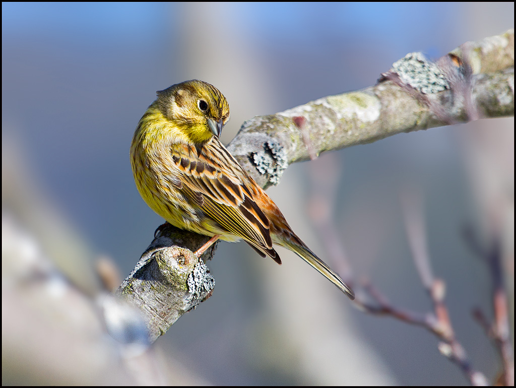 © Børre Eirik Helgerud - Yellowhammer male