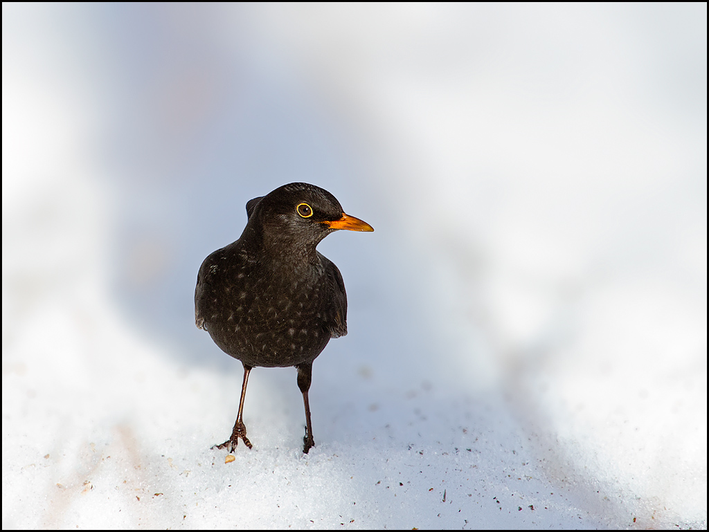 © Børre Eirik Helgerud - Common Blackbird