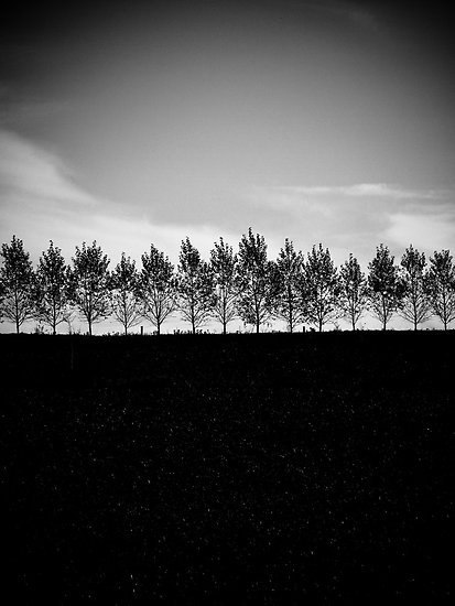 © Jean-Francois Dupuis - Trees