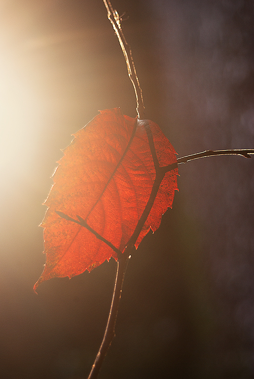 © Karen Khontyan - beauty of nature