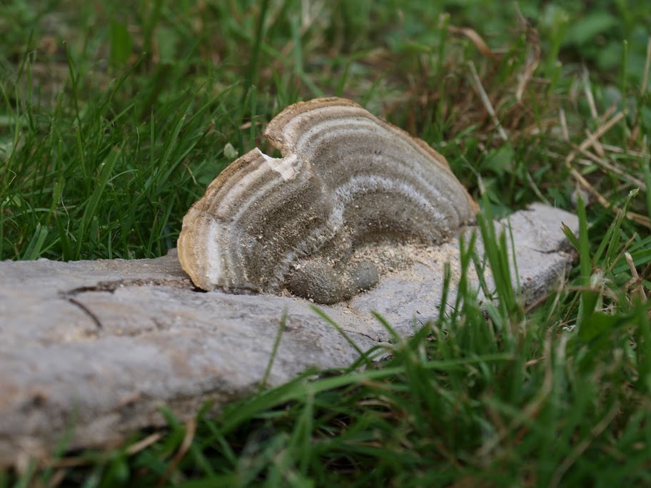 © Andrea Horváth - Mushroom