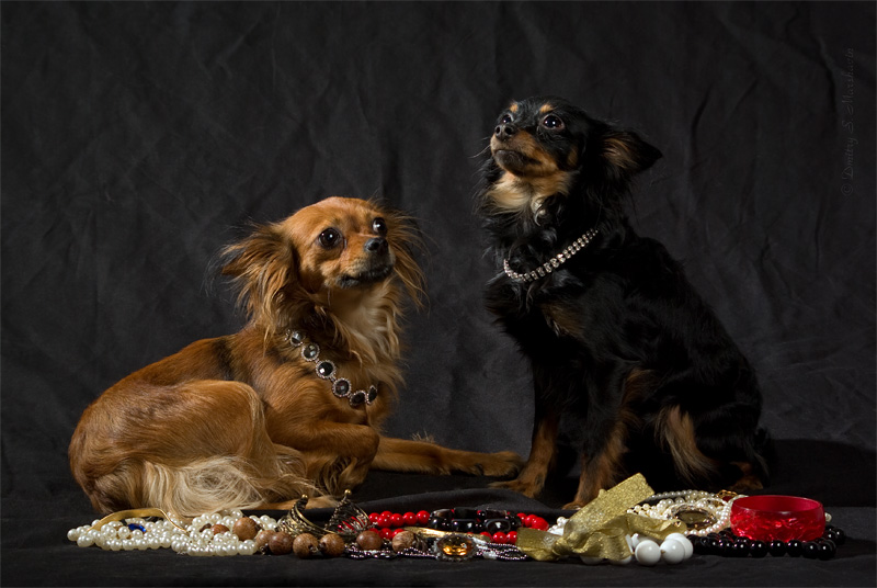 © Dmitry S. Marshavin - toy-terriers