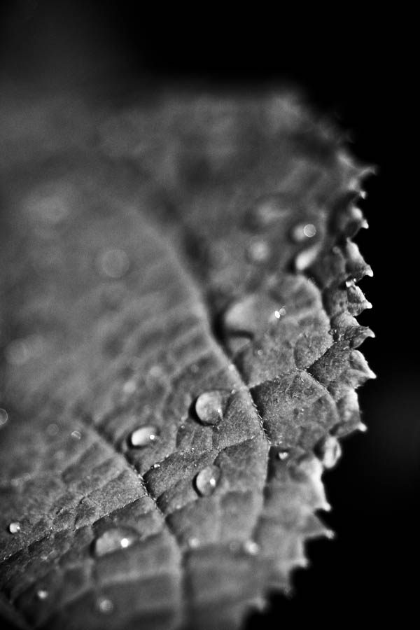 © Jean-Francois Dupuis - Leaf