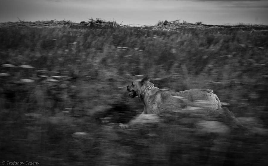 © Evgeny Trufanov - ..running dog