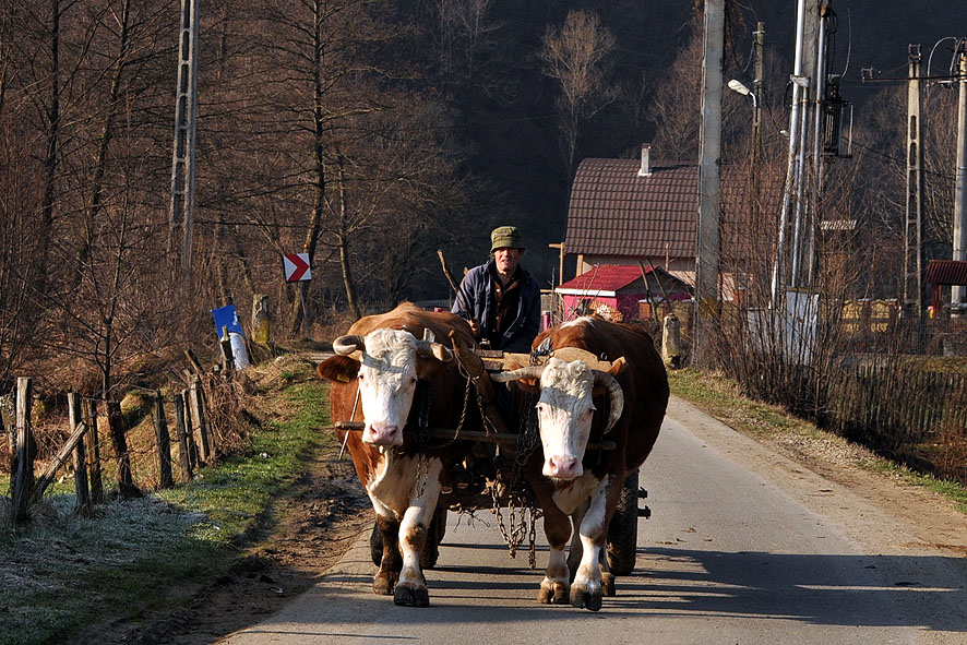 © moldovan marin - *