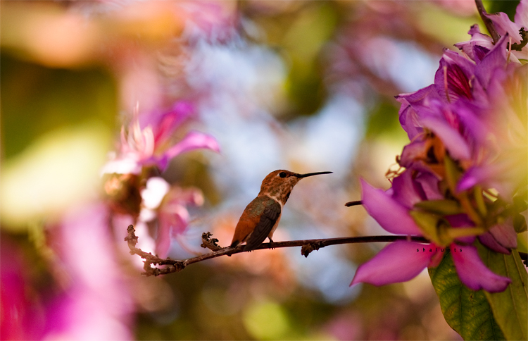 © Hayk Shalunts - Hummingbird on branch.