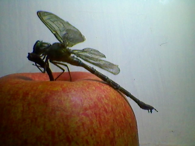 © karen xerxes luciano - --dragonfly