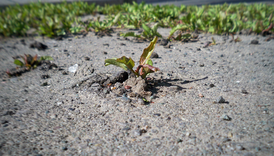 © Narek Avetisian - against asphalt