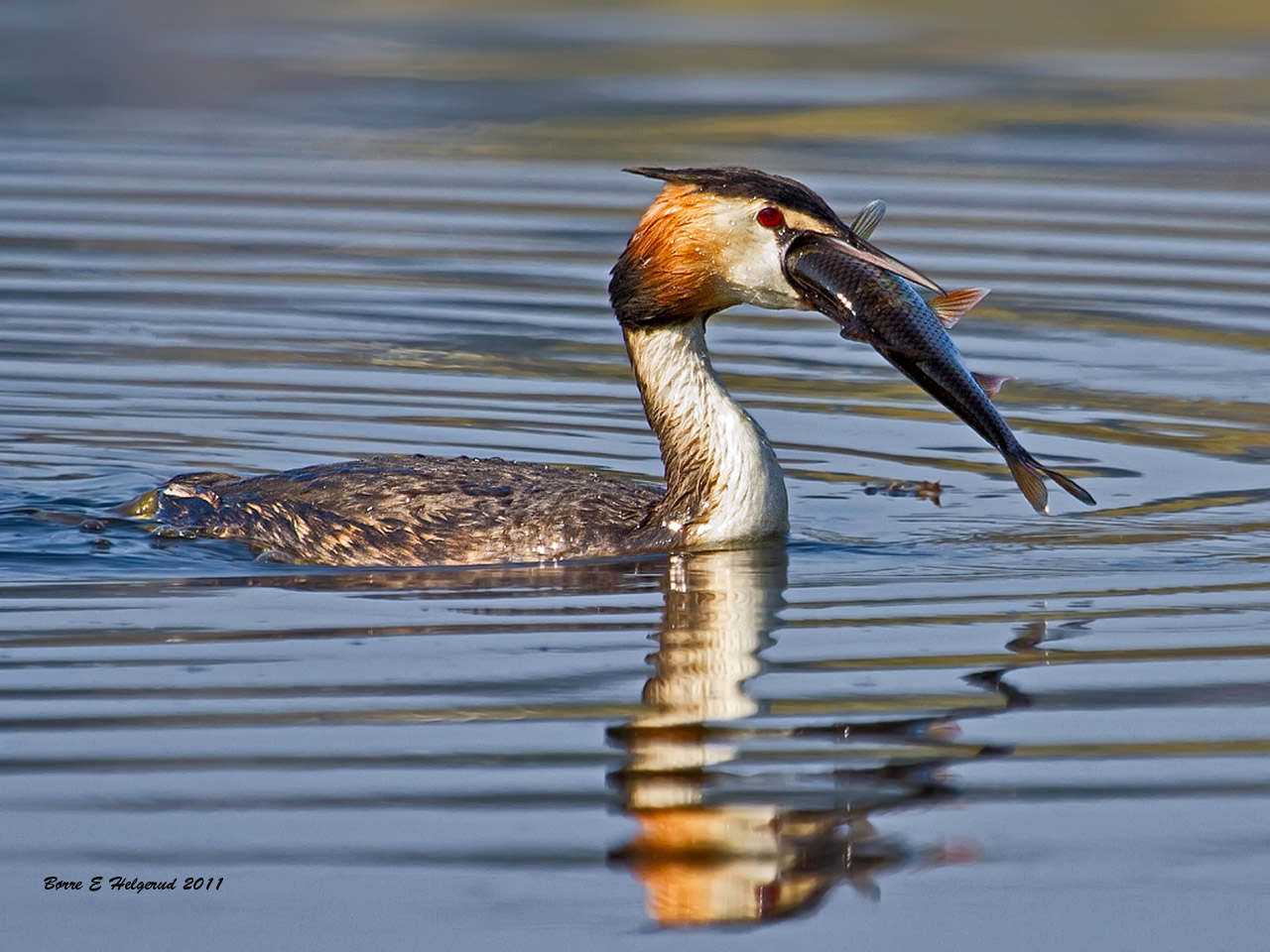 © Børre Eirik Helgerud - Great Crested Grebe