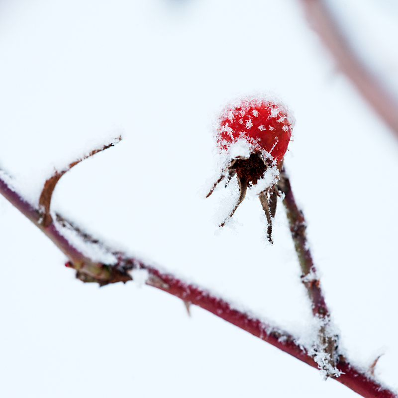 © Lene Sæther - Winter