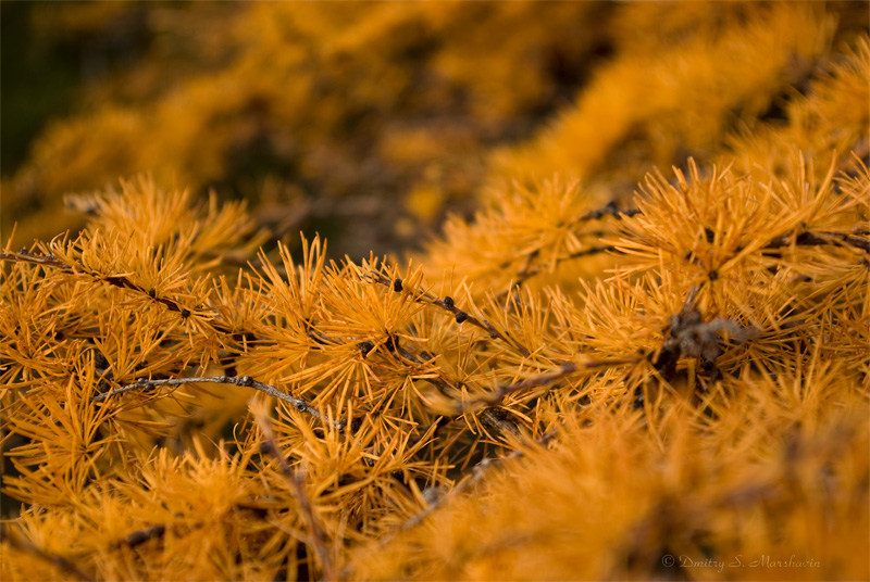 © Dmitry S. Marshavin - Autumn colors: yellow