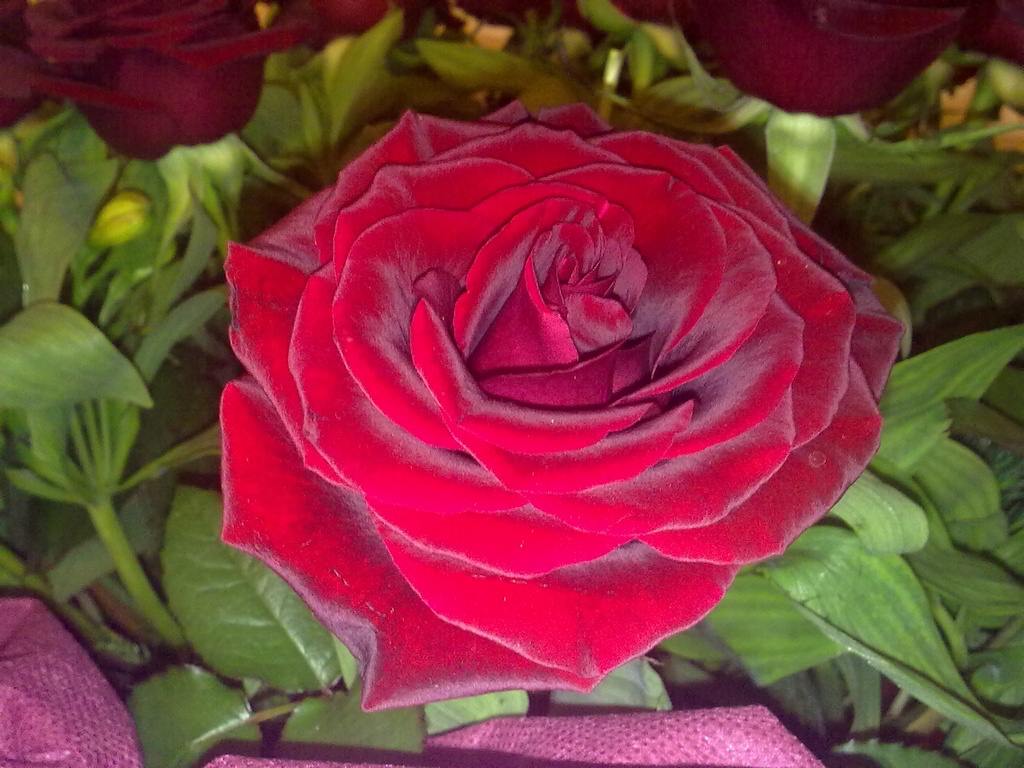 © Armen Kosakyan - my dear Mother's rose
