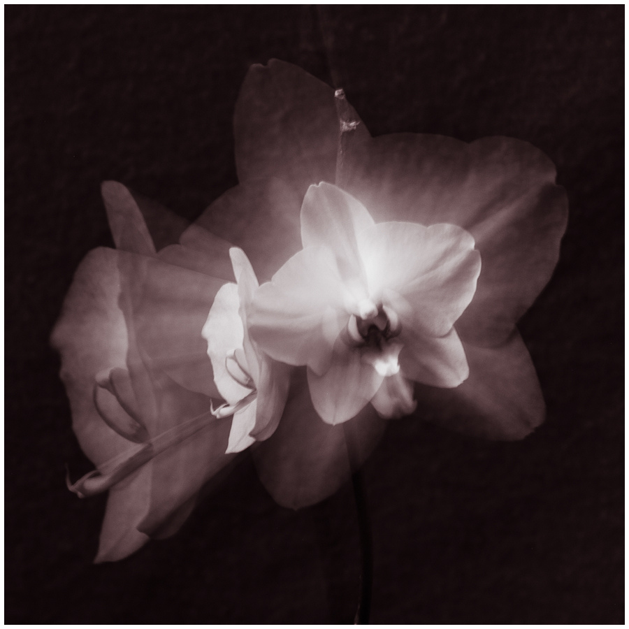 © Sergey Navetnyy - Призрак орхидеи