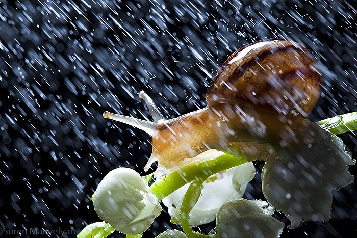 © Suren Manvelyan - Rainy day