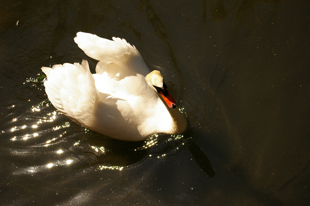 © Khachatur Martirosyan - Graceful Swan