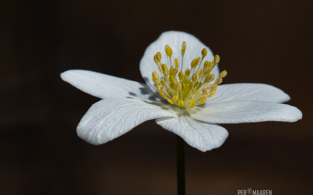 © Per Maaren - Spring flower